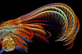 Illustration for article titled The Alien and Eerie Beauty of the Year's Best Microscopic Photos